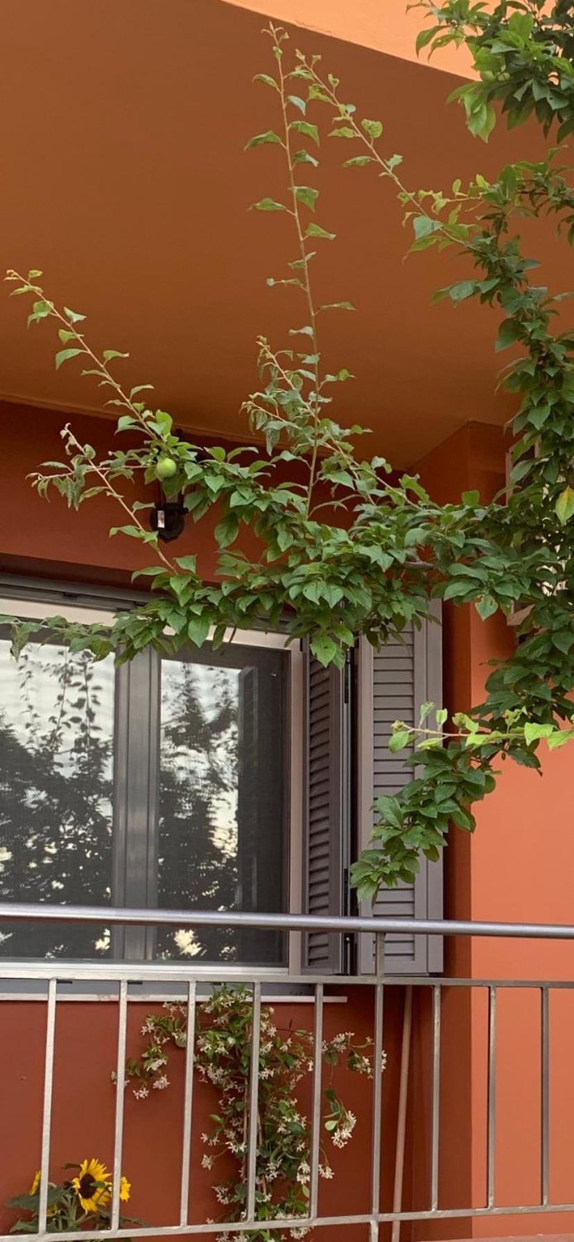 Lefkas Apartment Kalligoni المظهر الخارجي الصورة